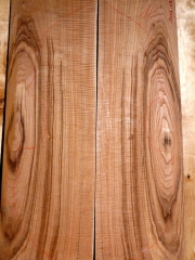 flatback  016   2008  Ulme-elm-olmo AA  € 300,--