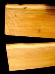 Tonewood - Lute - Liuto -  laute 004 laute 004 Lautenspäne aus Eibe   70 x 10cm  pro Stück €10,--  Doghe per liuto  di 70 x 10cm  Tasso per pezzo €10,--  Lute ribs 70 x 10 cms  Yew per pezzo €10,--